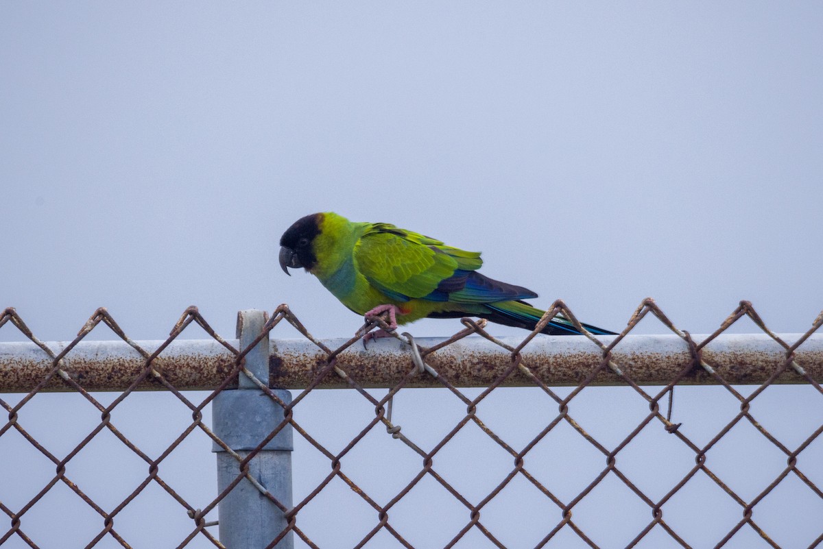 Nanday Parakeet - ML631208331