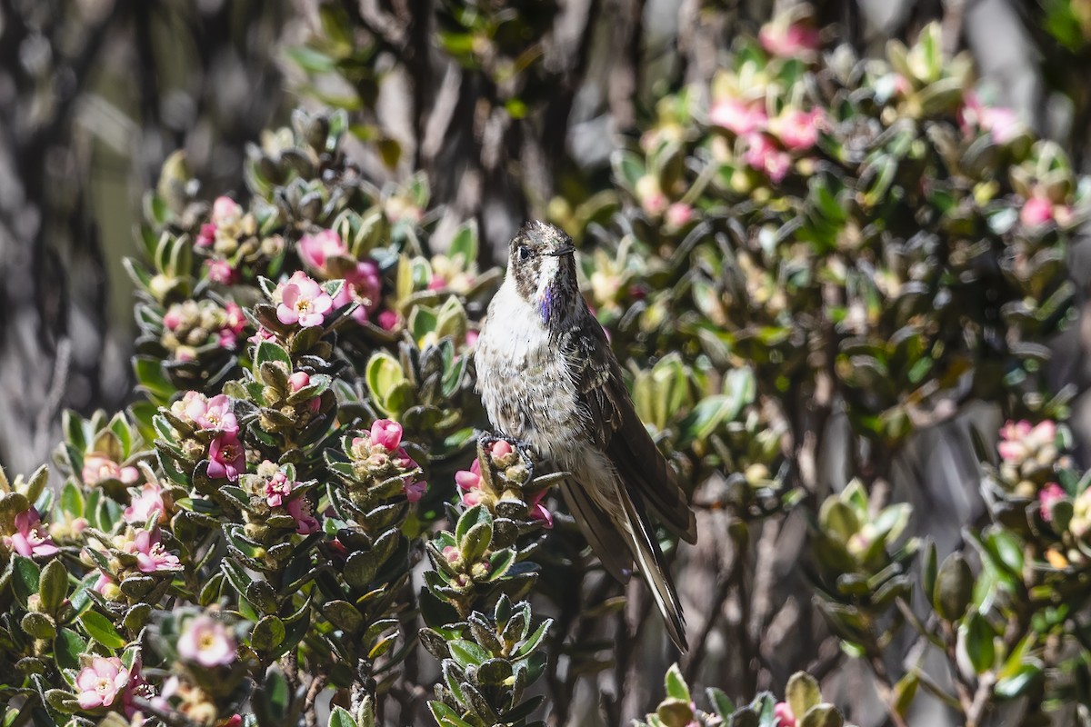 Blue-bearded Helmetcrest - ML631208426