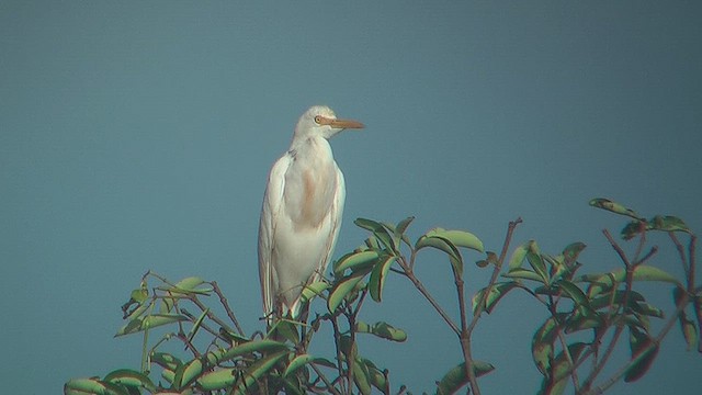 Eastern Cattle-Egret - ML631208504