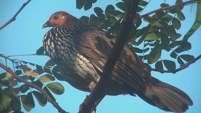 Gray Junglefowl - ML631208550