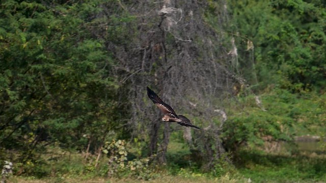 Brahminy Kite - ML631208917