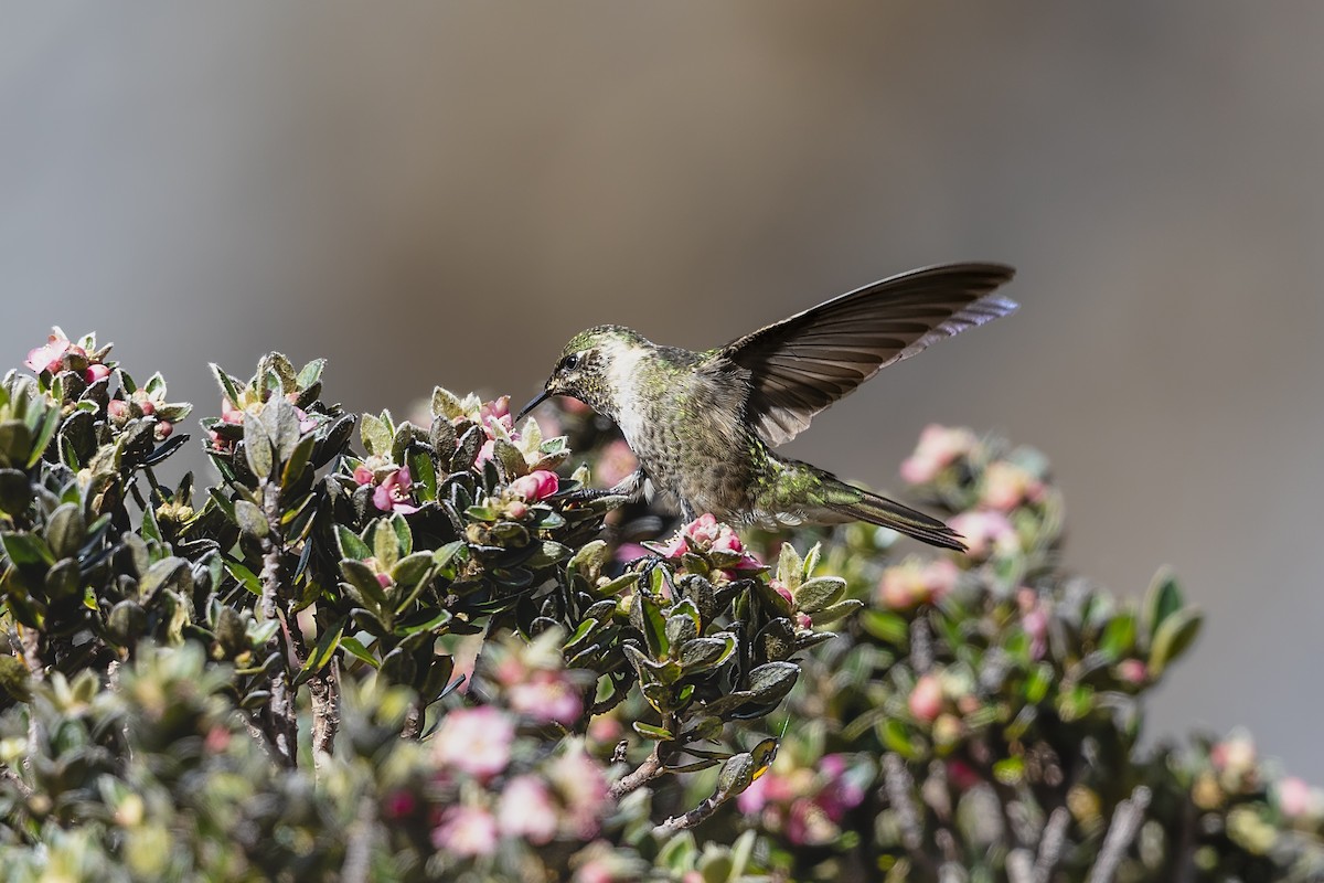 Blue-bearded Helmetcrest - ML631208958