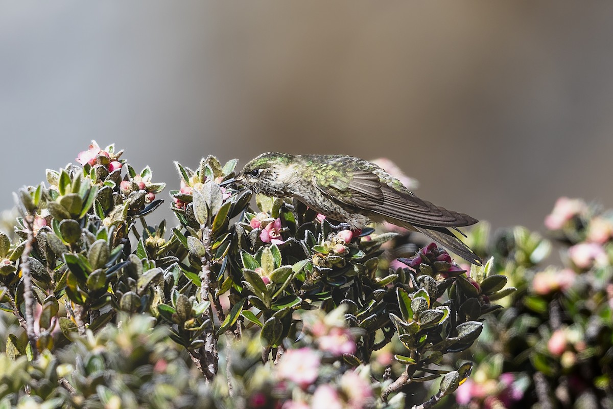 Blue-bearded Helmetcrest - ML631208959