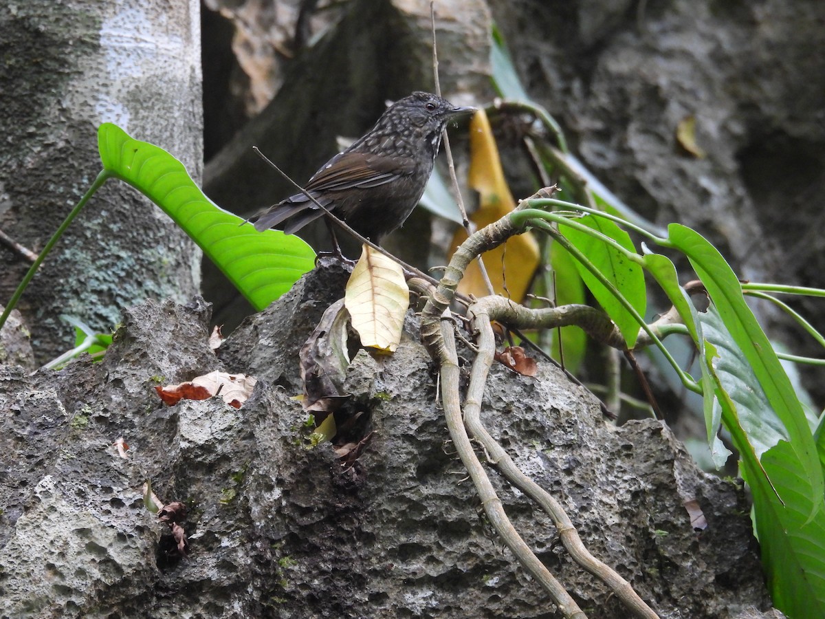 Annam Limestone Babbler - ML631208989
