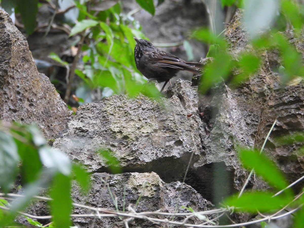 Annam Limestone Babbler - ML631208994