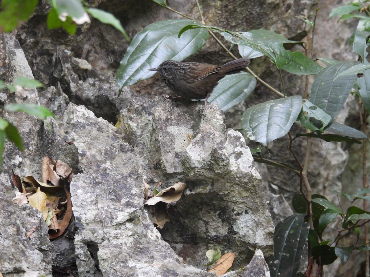 Annam Limestone Babbler - ML631208998