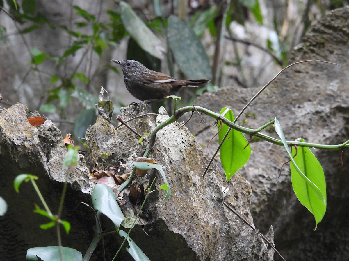 Annam Limestone Babbler - ML631209013