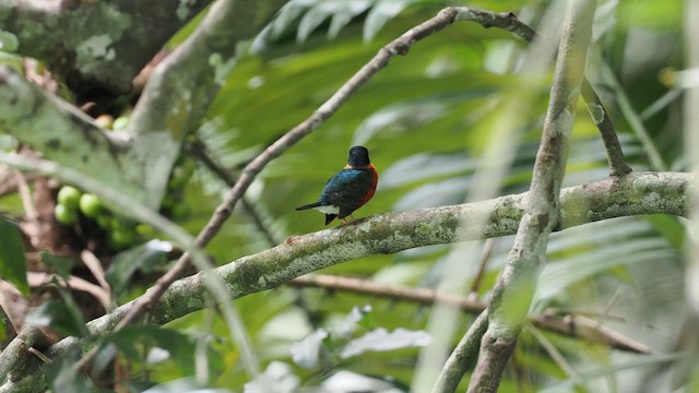 American Pygmy Kingfisher - ML631209055