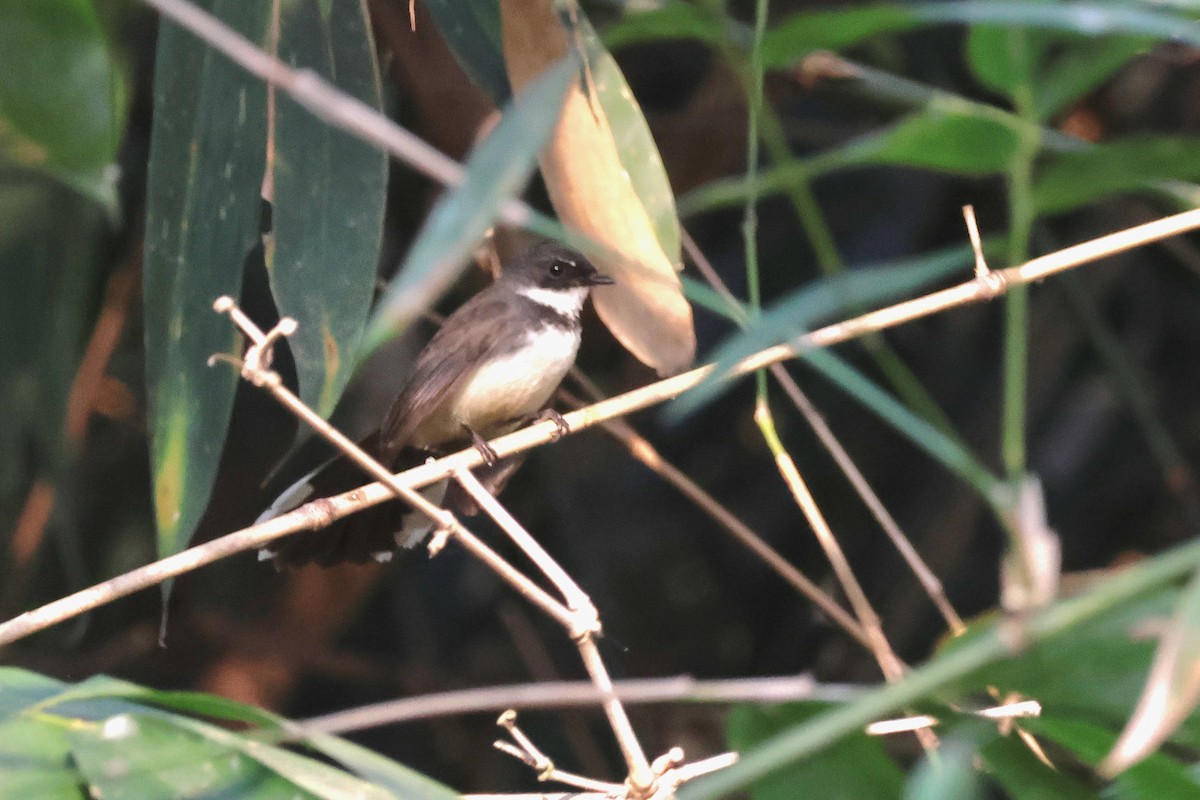 Malaysian Pied-Fantail - ML631209072