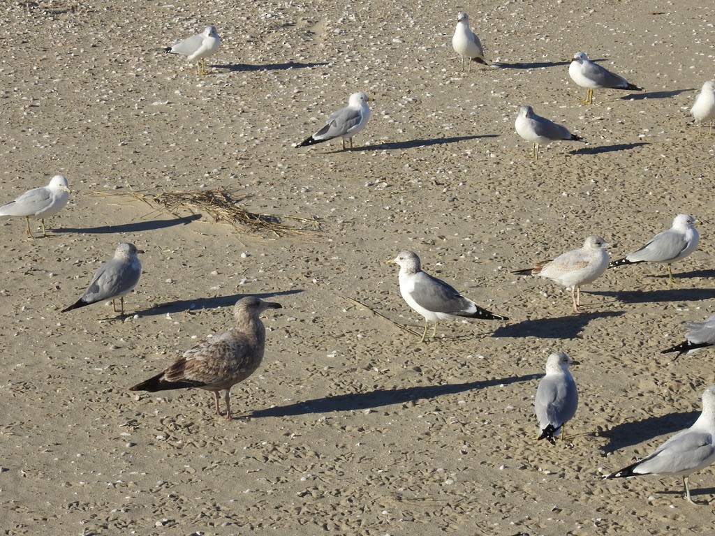 カモメ（亜種 カモメ） - ML631209230