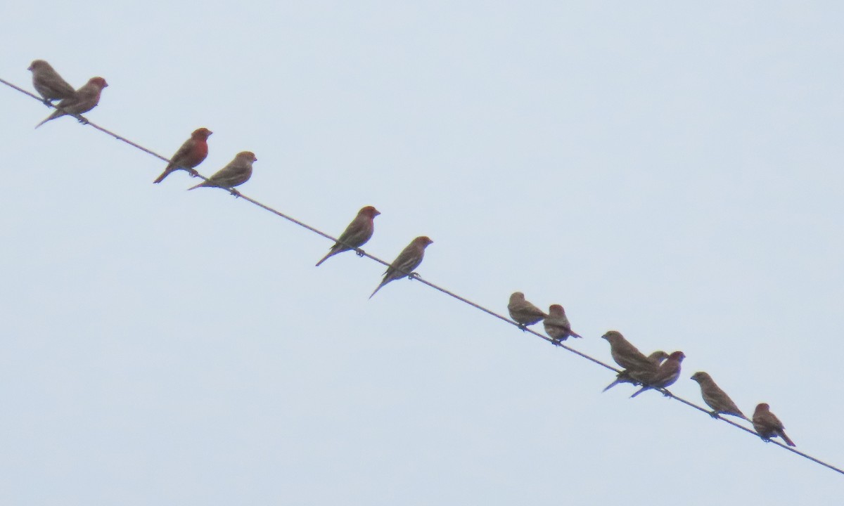 House Finch - ML631209290