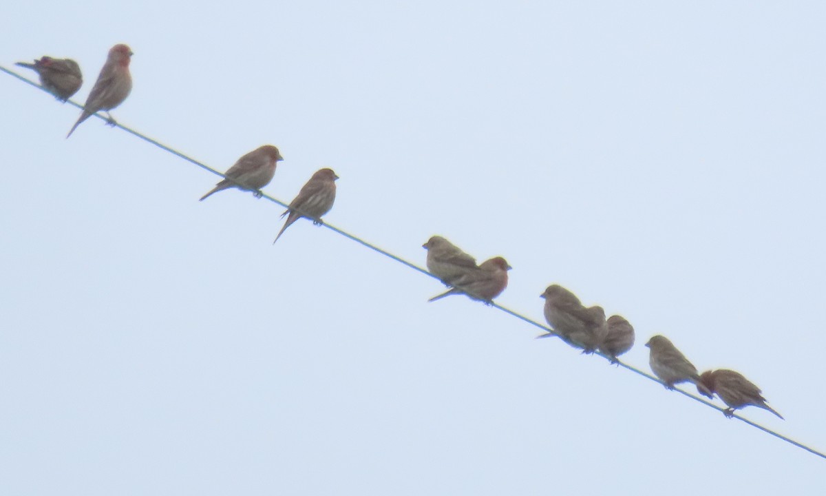 House Finch - ML631209292