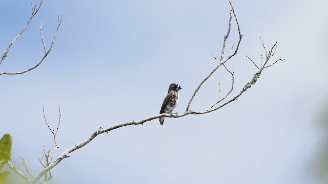 White-browed Purpletuft - ML631209306