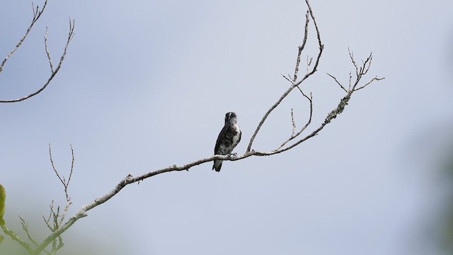 White-browed Purpletuft - ML631209307