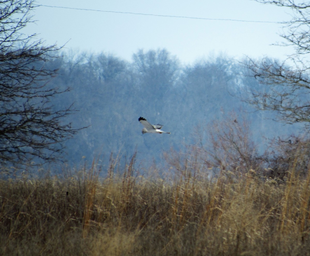 Northern Harrier - ML631209348