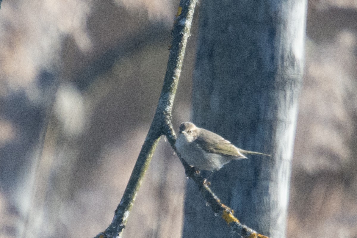 Common Chiffchaff (Siberian) - ML631209387