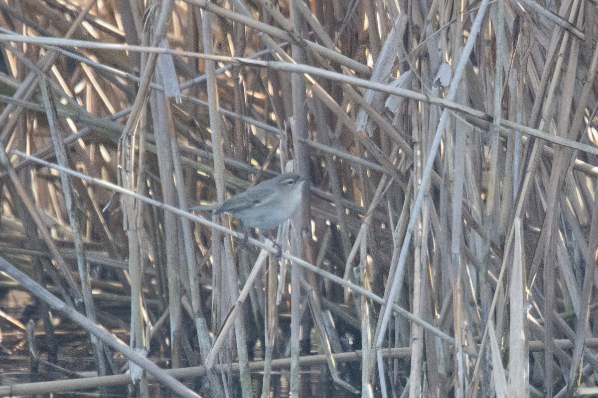 Common Chiffchaff (Siberian) - ML631209388