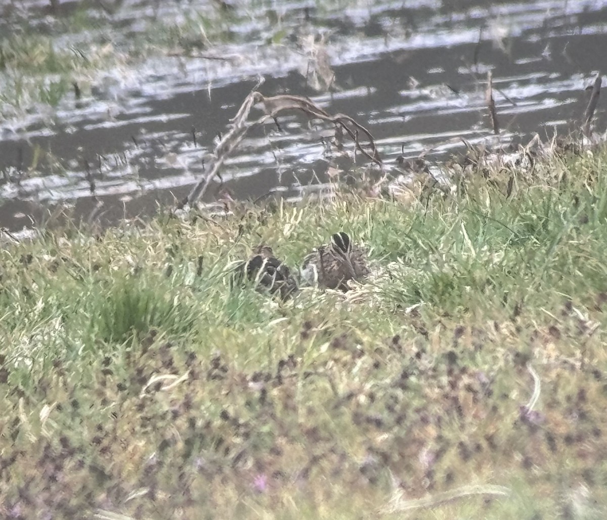 Wilson's Snipe - ML631209420