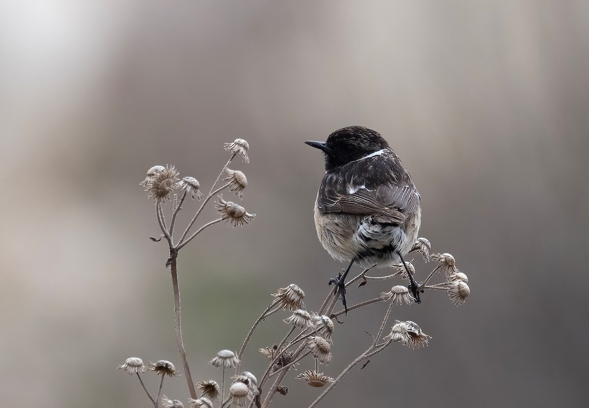 European Stonechat - ML631209462