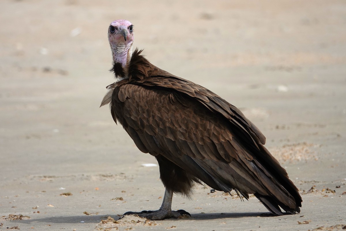 Hooded Vulture - ML631209623