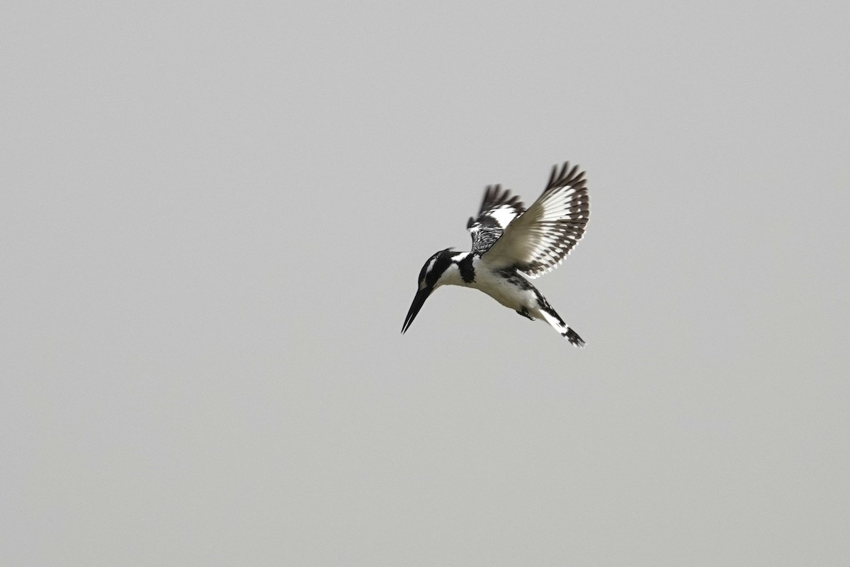 Pied Kingfisher - ML631209631