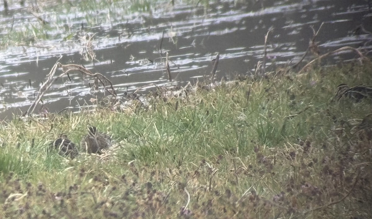 Wilson's Snipe - ML631209654