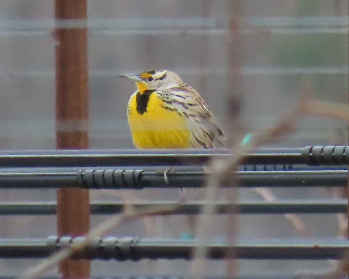 Eastern Meadowlark - ML631209691