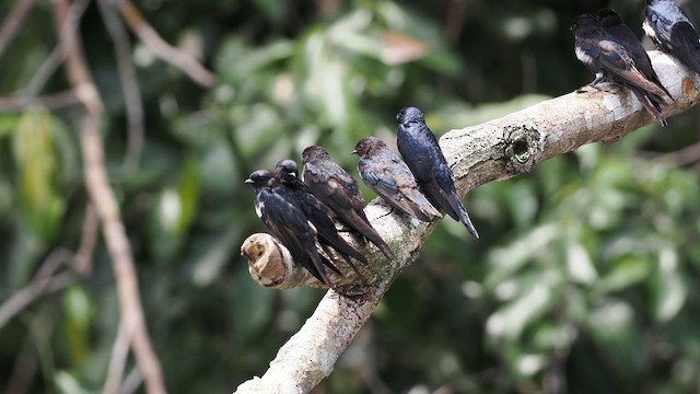White-banded Swallow - ML631209724