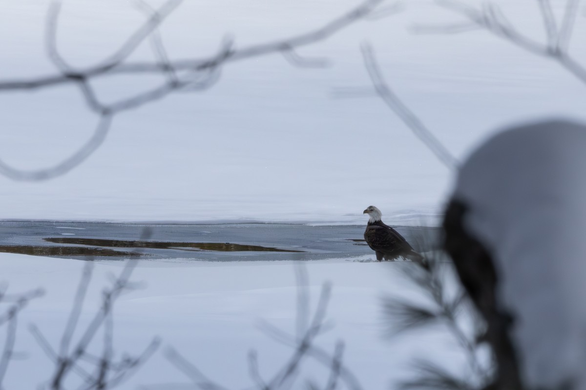 orel bělohlavý - ML631209752