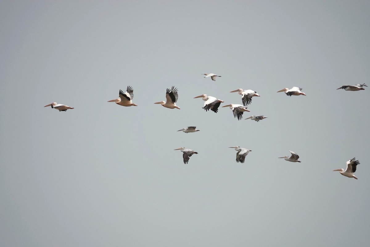 Great White Pelican - ML631209759