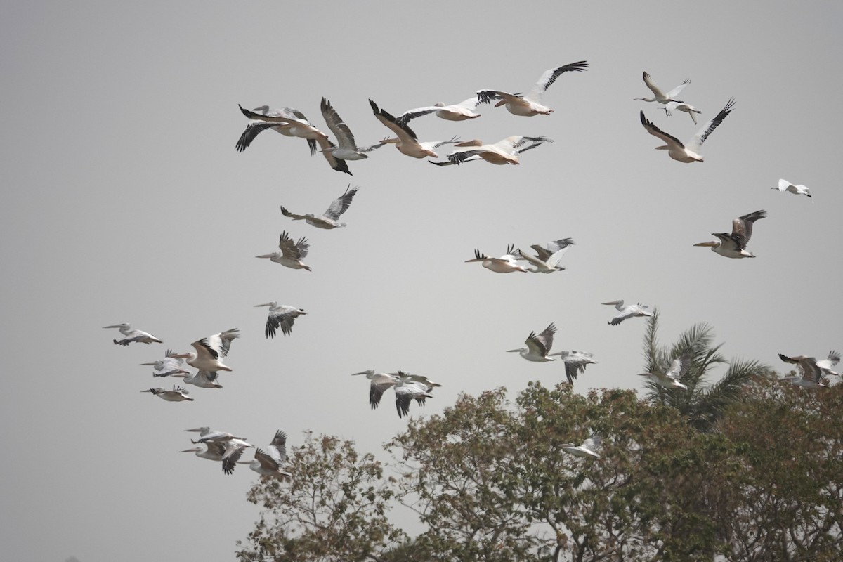 Great White Pelican - ML631209760