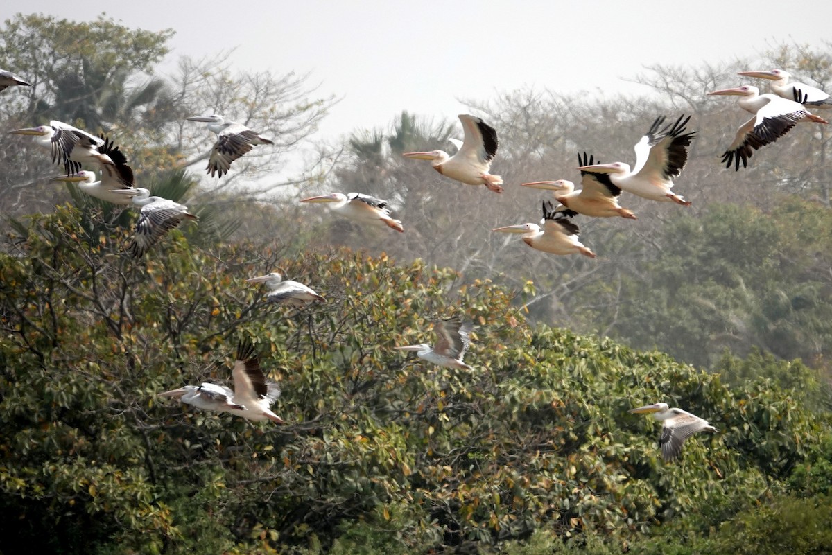 Great White Pelican - ML631209761