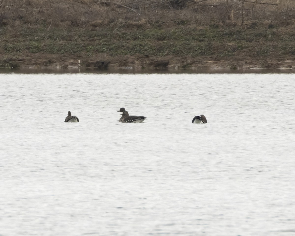 Greater White-fronted Goose - ML631209880