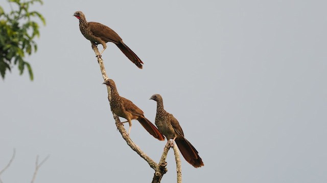Speckled Chachalaca - ML631210001