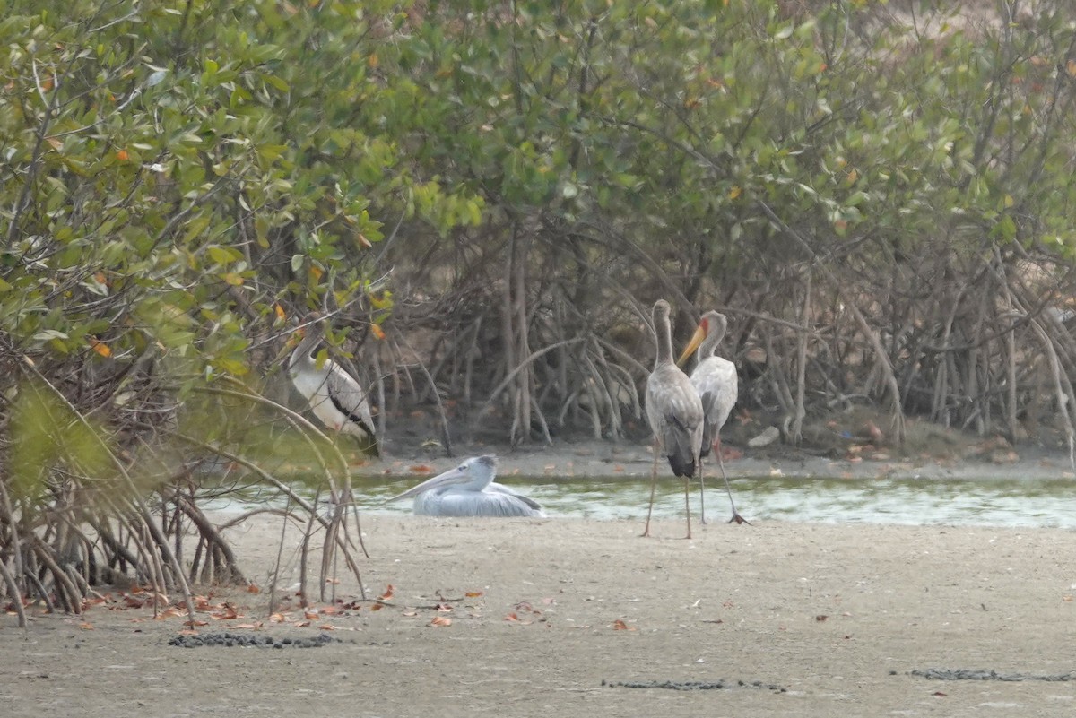 Yellow-billed Stork - ML631210004