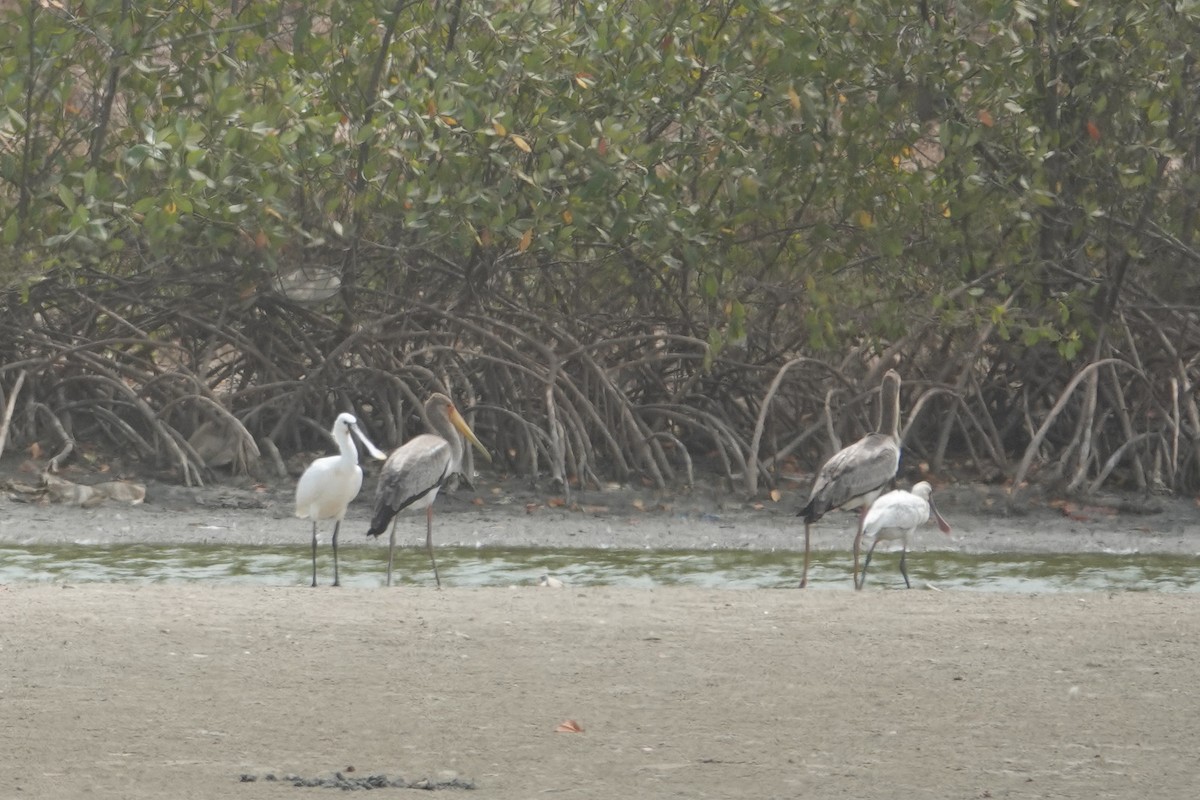 Yellow-billed Stork - ML631210005
