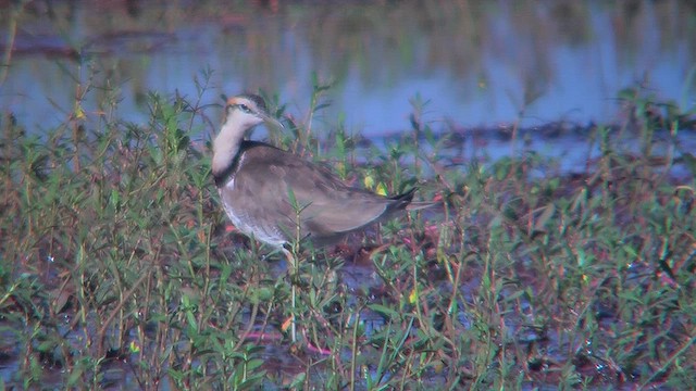 Pheasant-tailed Jacana - ML631210053