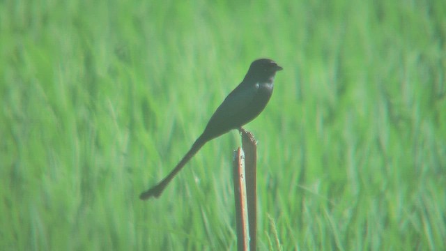 Black Drongo - ML631210118
