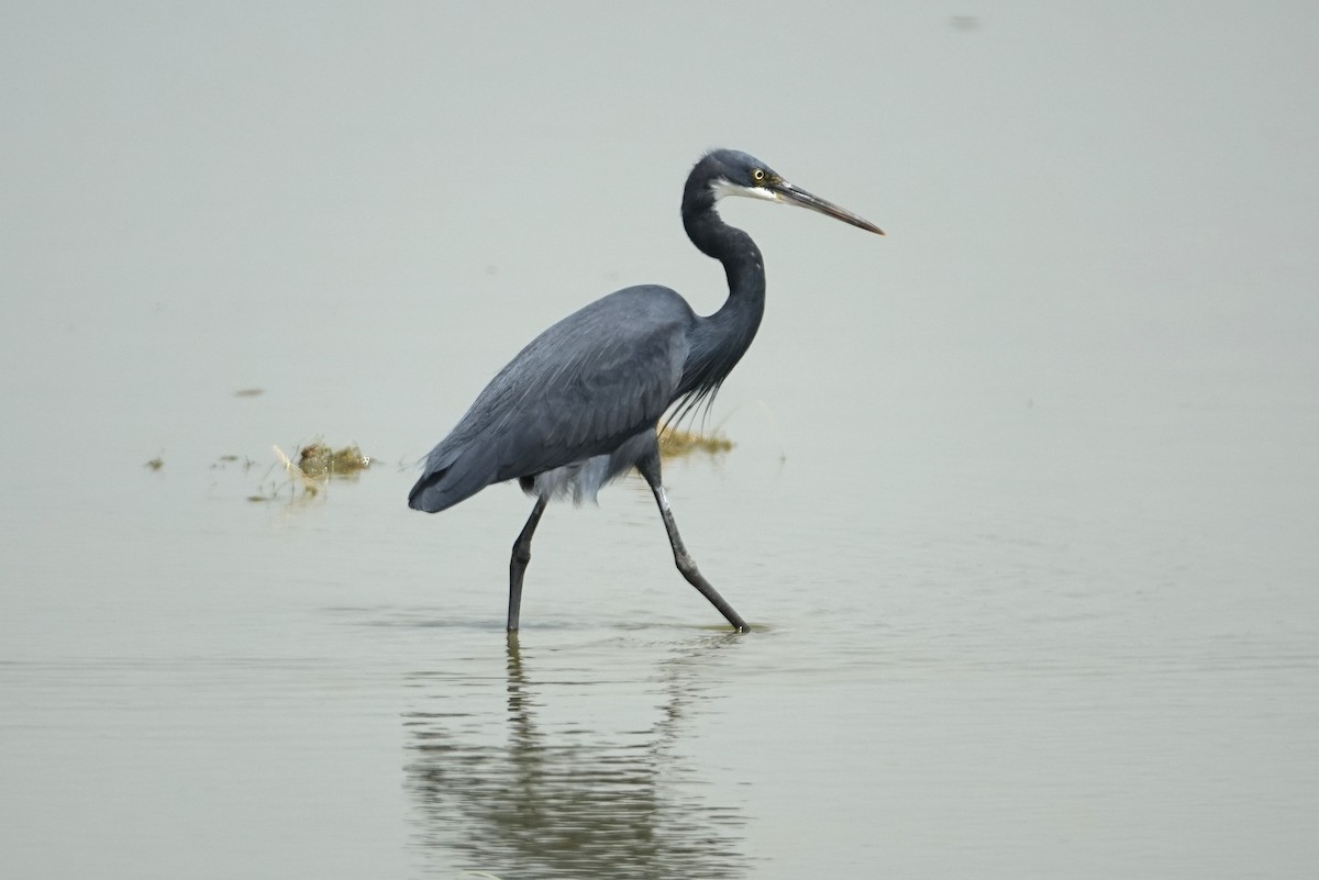 Western Reef-Heron - ML631210119
