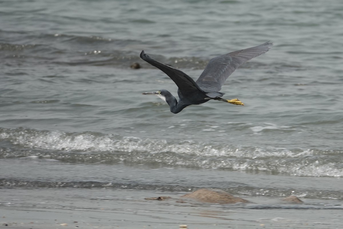 Western Reef-Heron - ML631210120