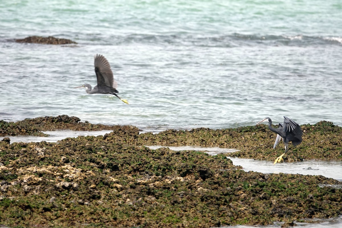 Western Reef-Heron - ML631210121