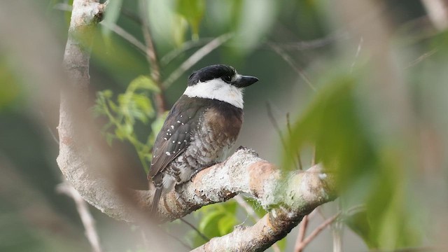 Brown-banded Puffbird - ML631210220