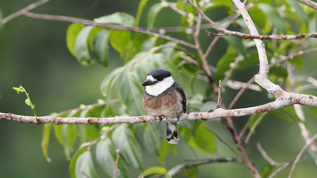Brown-banded Puffbird - ML631210221