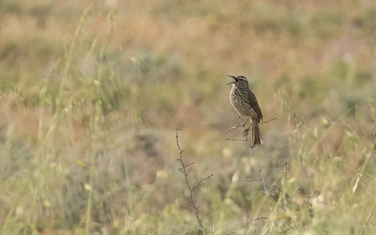 Cape Long-billed Lark (Cape) - ML631210255
