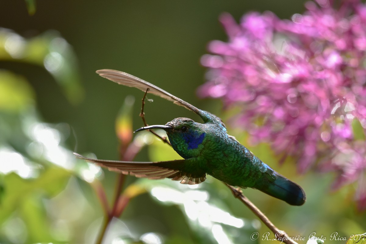 kolibřík modrouchý (ssp. cabanidis) - ML63121051
