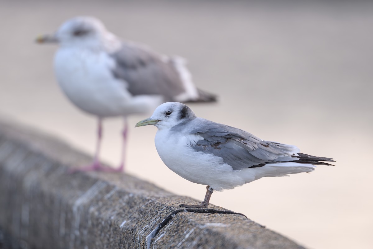 Black-legged Kittiwake - ML631211038
