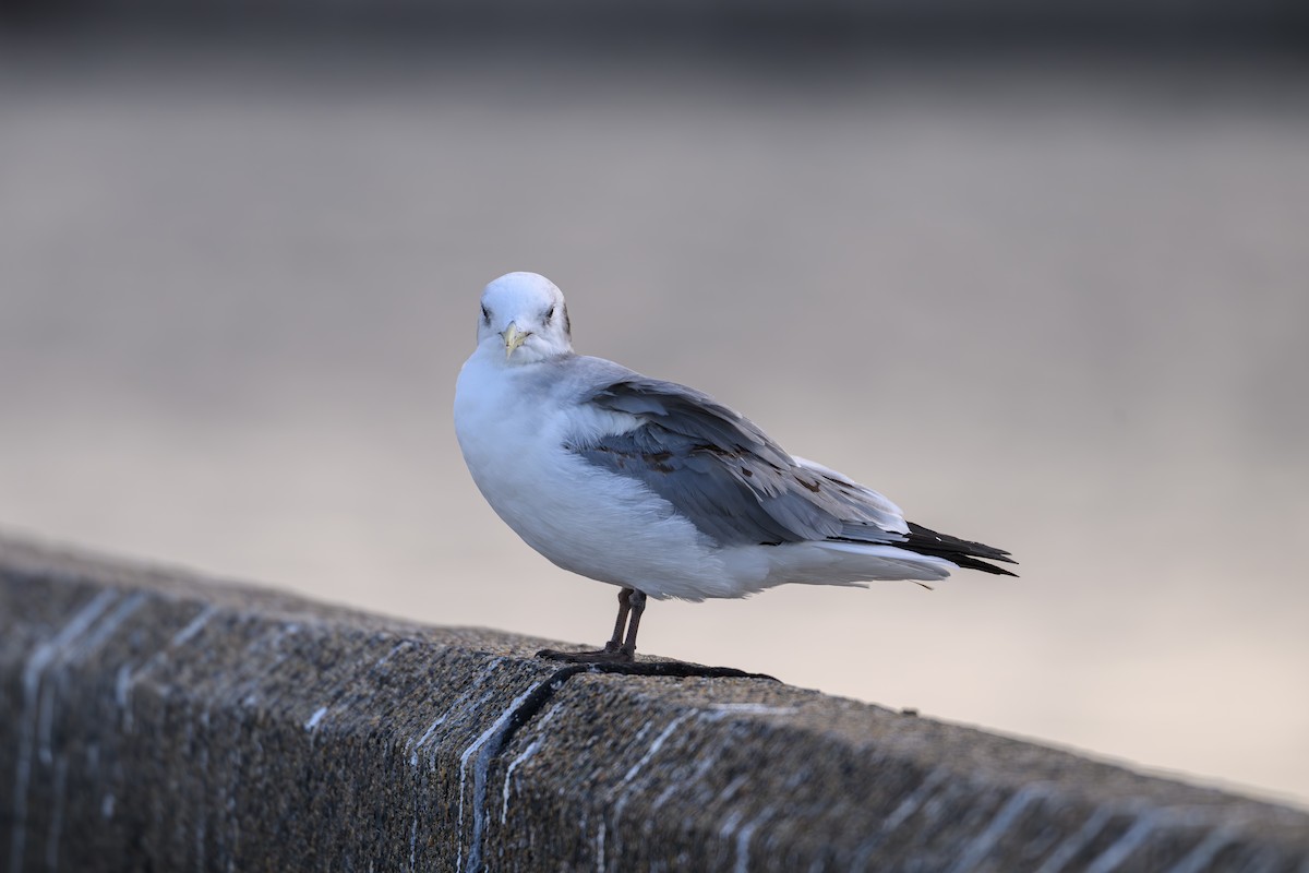 Black-legged Kittiwake - ML631211040