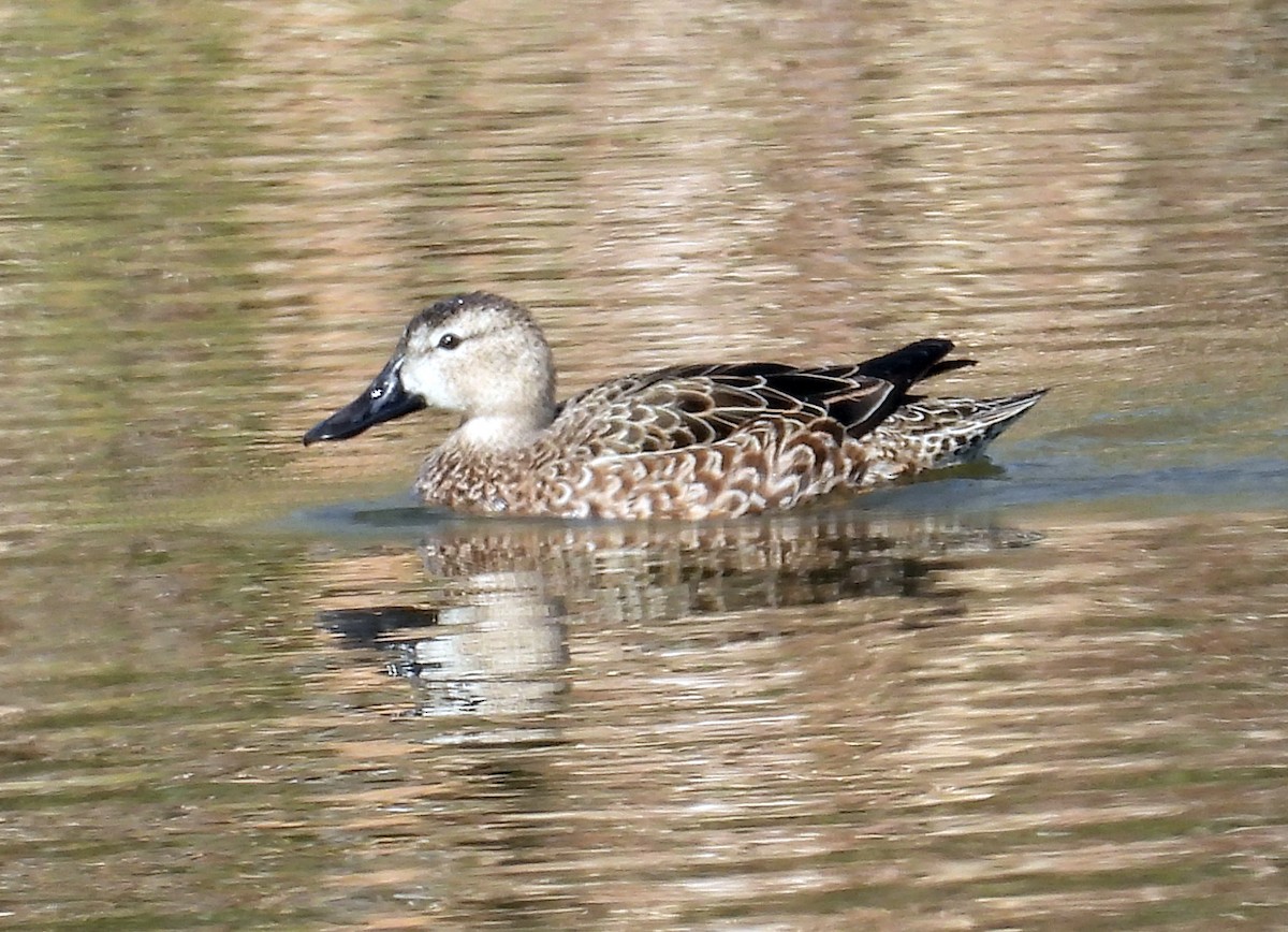 Blue-winged Teal - ML631211158