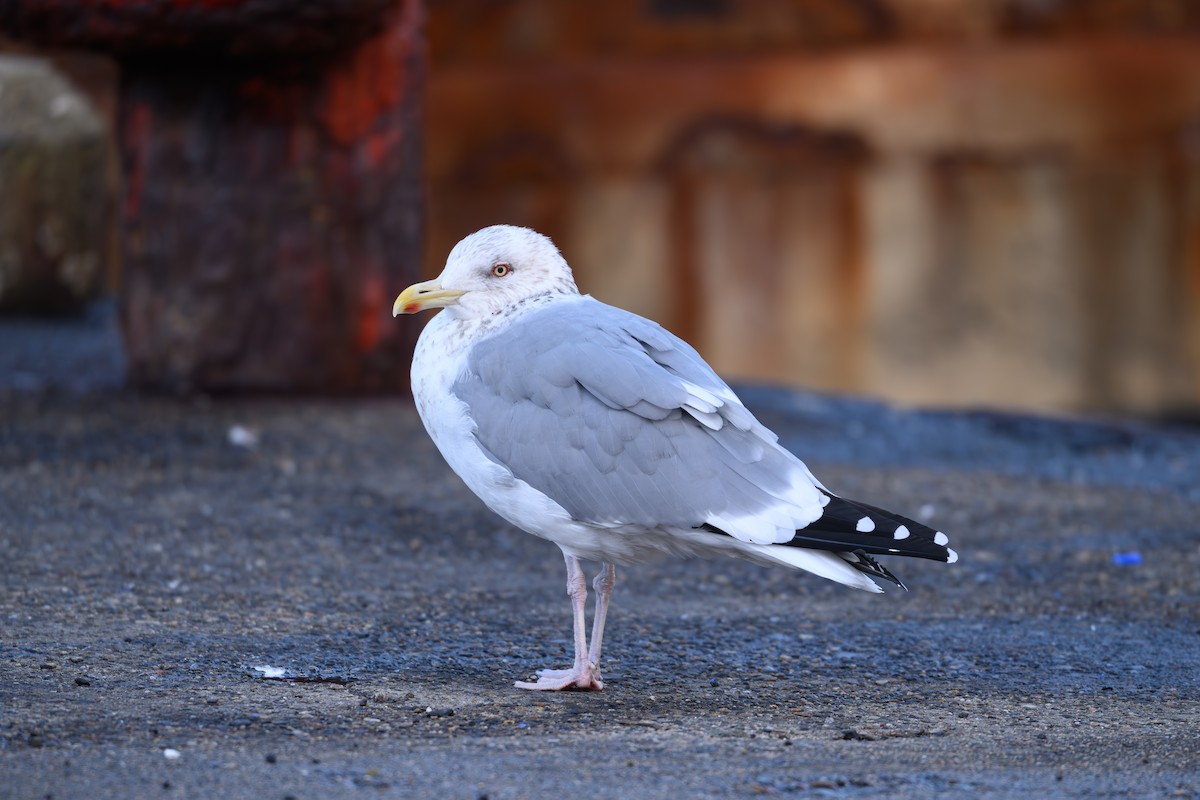 Vega Gull - ML631211211