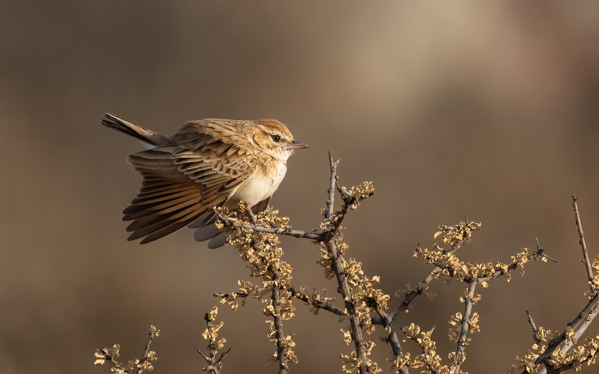 Алондра білочерева [група africanoides] - ML631211243